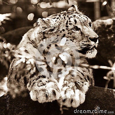 Adult snow leopard resting on rock Stock Photo