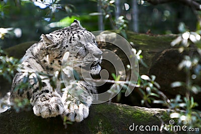 Adult snow leopard resting on rock Stock Photo