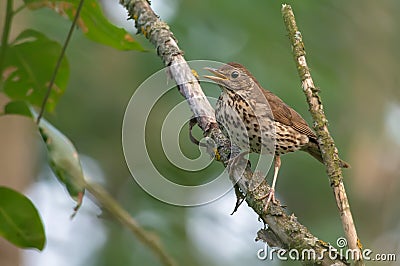Adult Song Thrush calling near his nest site Stock Photo