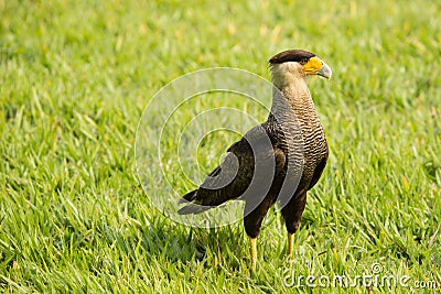 Adult Southern Crested Cara Cara Stock Photo