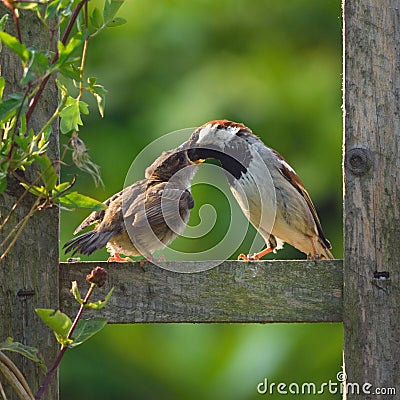 Adult sparrow feeding juvenile Stock Photo