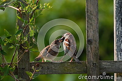 Adult sparrow feeding juvenile Stock Photo