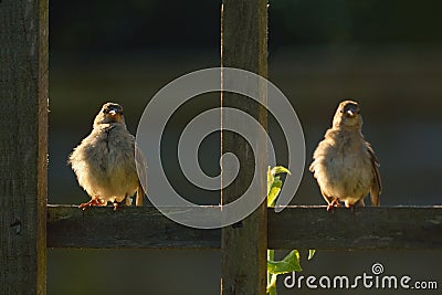 Adult sparrow feeding juvenile Stock Photo