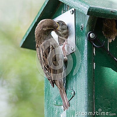 Adult sparrow feeding a young sparrow Stock Photo