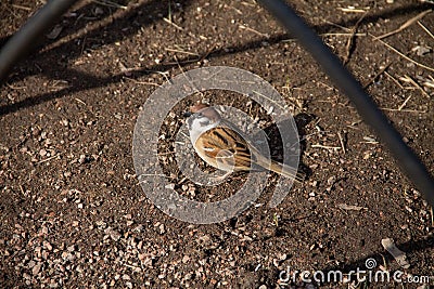 An adult sparrow Stock Photo