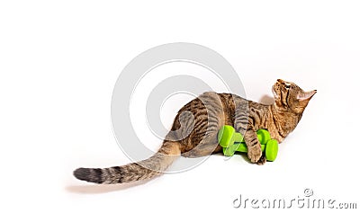 Adult spotted and striped cat with green dumbbells. Stock Photo