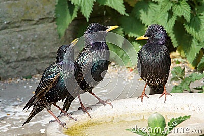 Starlings on a bird bath Stock Photo