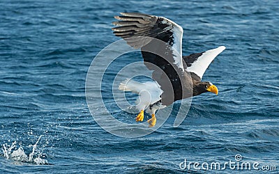 Adult Steller`s sea eagle fishing. Blue ocean background. Stock Photo