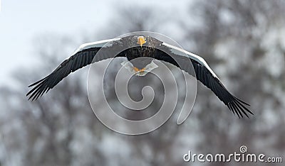 Adult Steller`s sea eagle in flight. Front view. Winter Mountain background. Stock Photo