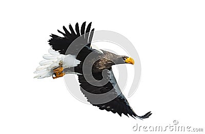 Adult Steller`s sea eagle in flight. Isolated on White background. Stock Photo