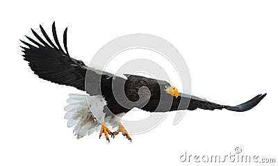 Steller`s sea eagle in flight. Stock Photo