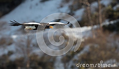 Adult Steller`s sea eagle in flight. Snowy Mountain background. Stock Photo