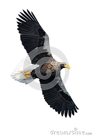 Adult Steller`s sea eagle in flight . Stock Photo