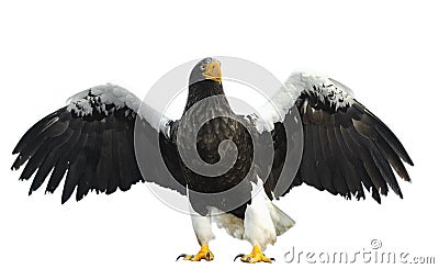 Adult Steller`s sea eagle spreading wings. Isolated on white background. Stock Photo