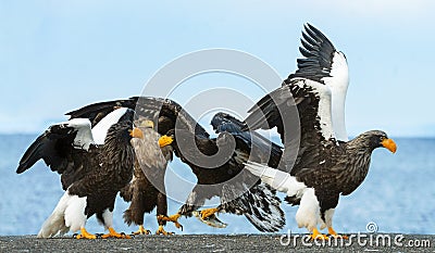 Adult Steller`s sea eagles. Blue sky and ocean background. Stock Photo