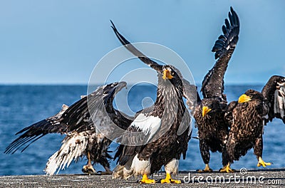 Steller`s sea eagles. Close up portrait of Steller`s sea eagle. Stock Photo
