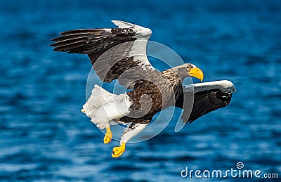 Adult Steller`s sea eagles fishing. Scientific name: Haliaeetus pelagicus. Stock Photo