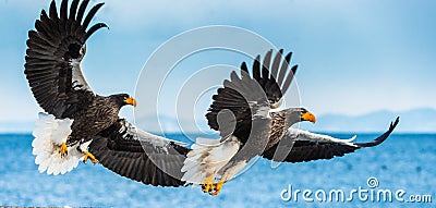 Adult Steller`s sea eagles fishing. Natural Habitat Stock Photo