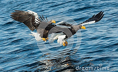 Adult Steller`s sea eagles fishing. Stock Photo