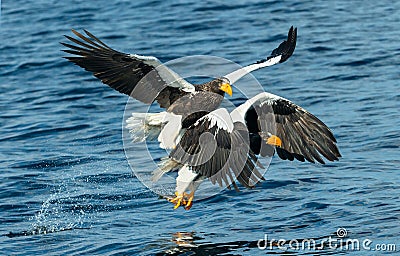 Adult Steller`s sea eagles fishing. Stock Photo