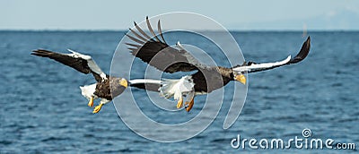Adult Steller`s sea eagles fishing. Stock Photo