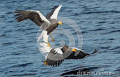 Adult Steller`s sea eagles fishing. Stock Photo