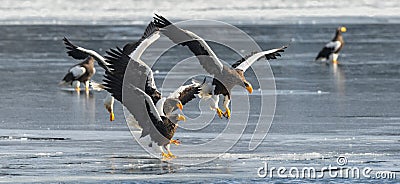 Adult Steller`s sea eagles. Ice background. Winter Season. Stock Photo