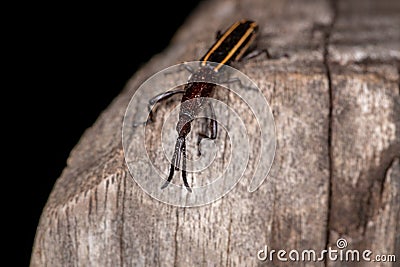 Adult Straight-snouted Weevil Stock Photo