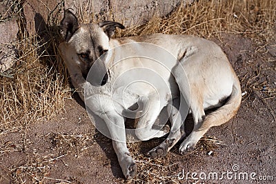 An adult, stray, brown dog with sad eyes lies on the ground. Homeless animal. Close up picture. Stock Photo