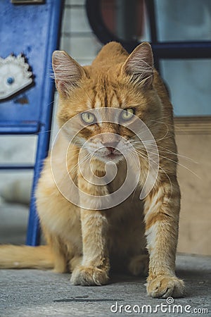 Adult stray orange tabby cat with golden eyes, looking curious at the camera Stock Photo