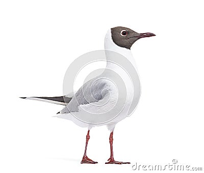 Adult summer plumage, black-headed gull, Chroicocephalus ridibundus Stock Photo