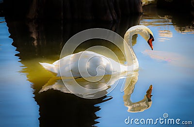 Swan backlighted on the lake Stock Photo
