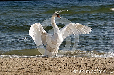 Adult swan Stock Photo