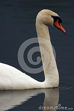 Adult Swan Headshot Stock Photo