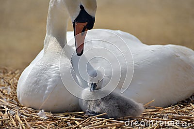 Adult swan nurturing cygnet Stock Photo