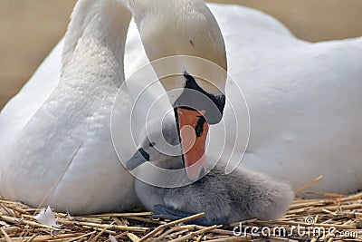 Adult swan nurturing cygnet Stock Photo