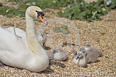 Adult swan nurturing cygnets, Abbotsbury Swannery Stock Photo