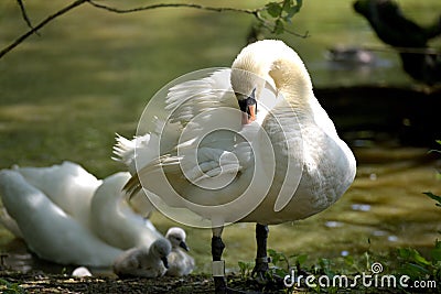 Adult swan nurturing cygnets, Abbotsbury Swannery Stock Photo