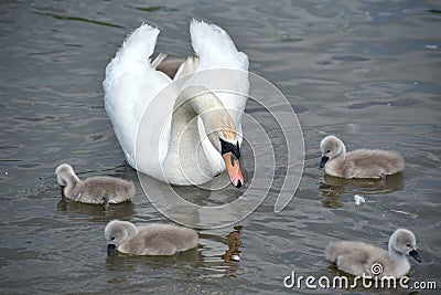 Adult swan swimming with cygnets, Abbotsbury Swannery Stock Photo