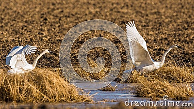 Tundra Swans lifting off Stock Photo