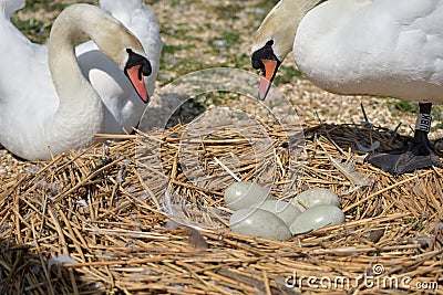 Adult swans and cygnets, Swannery at Abbotsbury Stock Photo