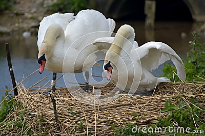 Adult swans and cygnets, Swannery at Abbotsbury Stock Photo