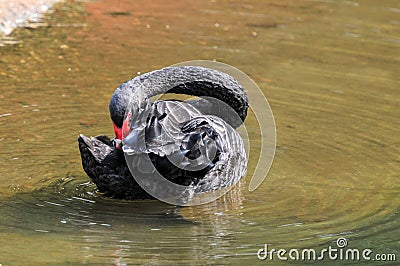 Adult swans in a pond Stock Photo