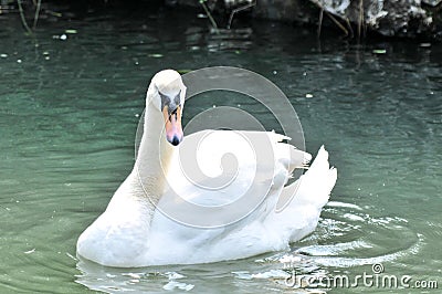 Adult swans in a pond Stock Photo