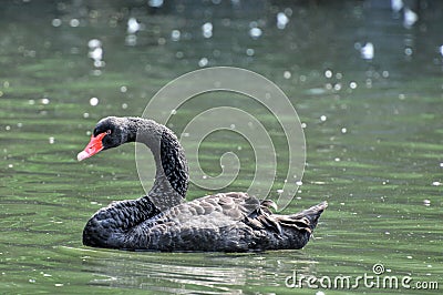 Adult swans in a pond Stock Photo