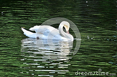 Adult swans in a pond Stock Photo