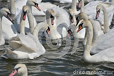 Adult swans surround lone cygnet, Abbotsbury Swannery Stock Photo