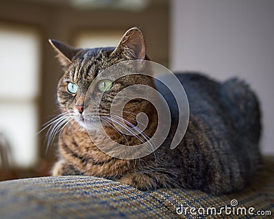 Adult tabby cat relaxing on chair Stock Photo