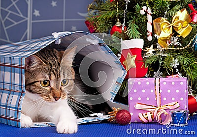 Adult tabby Stock Photo