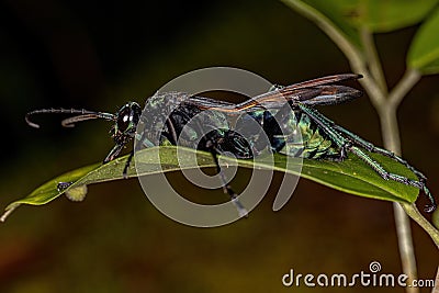 Adult Tarantula-hawk Wasp Stock Photo